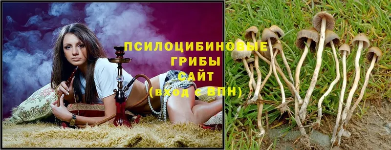 Галлюциногенные грибы Psilocybe  нарко площадка официальный сайт  Каргополь 